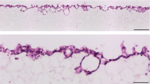 PR-ALVETEX-SCAFFOLD-D013_fig-04