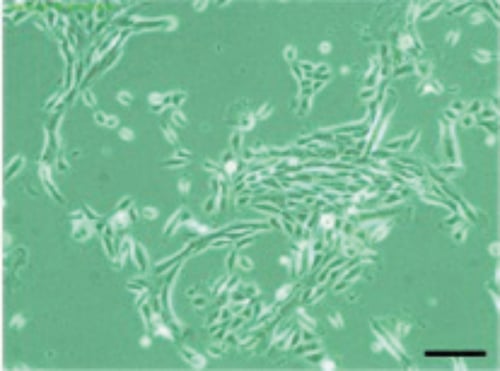 PR-ALVETEX-SCAFFOLD-D014_fig-01