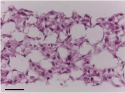 PR-ALVETEX-SCAFFOLD-D014_fig-02