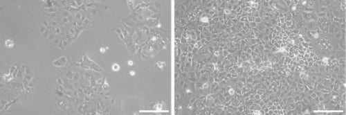 PR-ALVETEX-SCAFFOLD-D015_fig-01