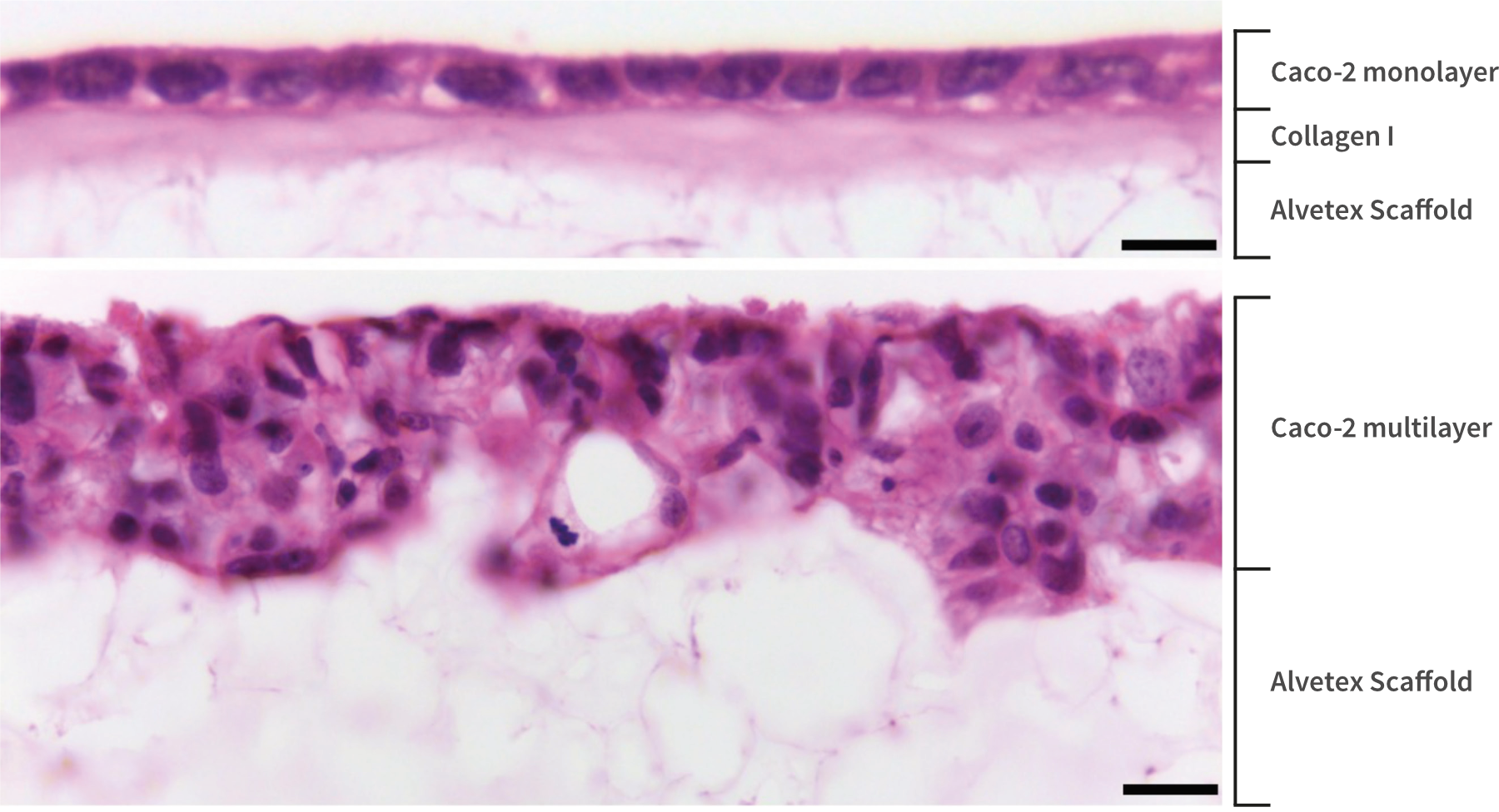 PR-ALVETEX-SCAFFOLD-D015_fig-06