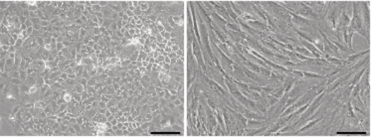 Alvetex Scaffold Protocol: Caco-2 and CCD-18co Cell Lines (Inserts)