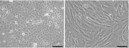 PR-ALVETEX-SCAFFOLD-D016_fig-01