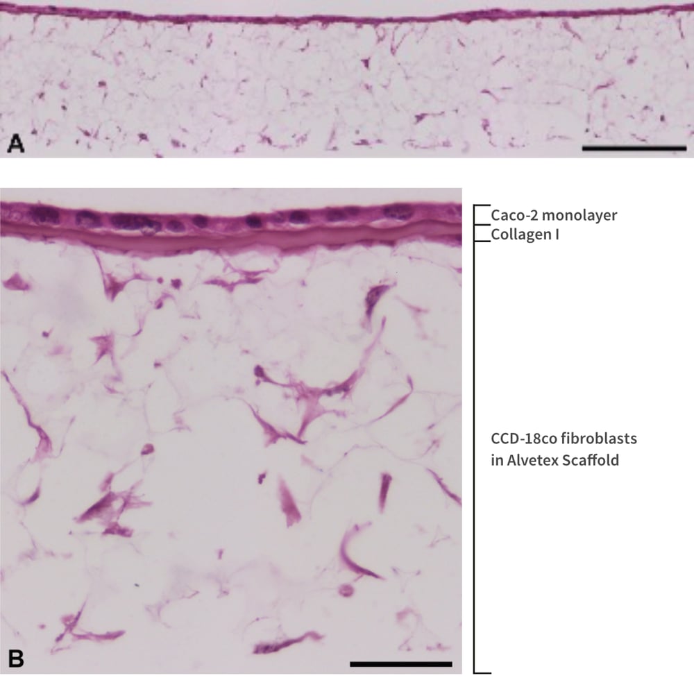 Alvetex Scaffold Protocol: Caco-2 and CCD-18co Cell Lines (Inserts)
