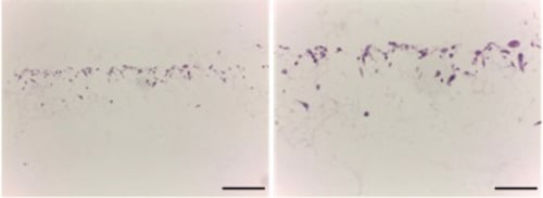 PR-ALVETEX-SCAFFOLD-D017_fig-02