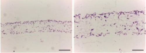 PR-ALVETEX-SCAFFOLD-D017_fig-04