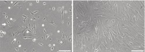 PR-ALVETEX-SCAFFOLD-D018_fig-01