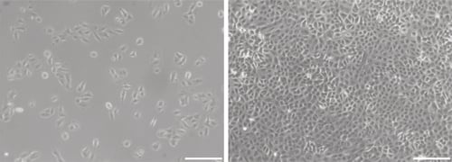 PR-ALVETEX-SCAFFOLD-D019_fig-01