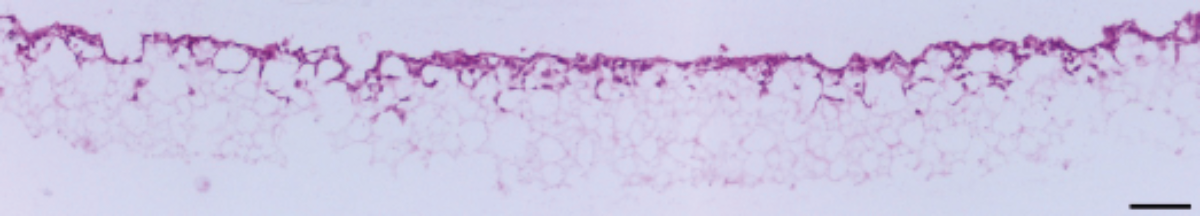 PR-ALVETEX-SCAFFOLD-D019_fig-02