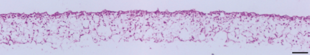 PR-ALVETEX-SCAFFOLD-D019_fig-04