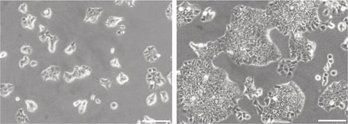 PR-ALVETEX-SCAFFOLD-D020_fig-01