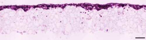 PR-ALVETEX-SCAFFOLD-D020_fig-02