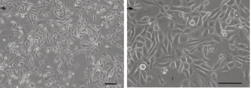 PR-ALVETEX-SCAFFOLD-D021_fig-01