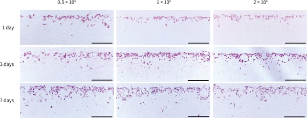 PR-ALVETEX-SCAFFOLD-D021_fig-02