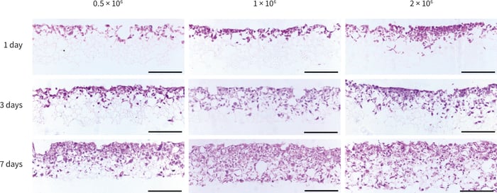 PR-ALVETEX-SCAFFOLD-D021_fig-04