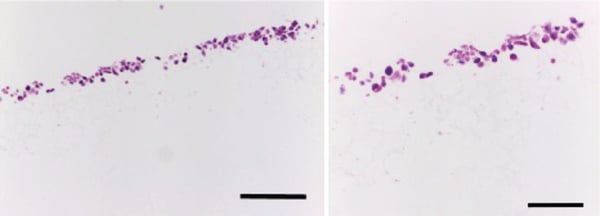 PR-ALVETEX-SCAFFOLD-D021_fig-06