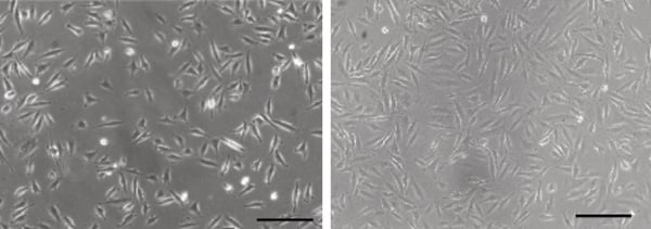 PR-ALVETEX-SCAFFOLD-D022_fig-01