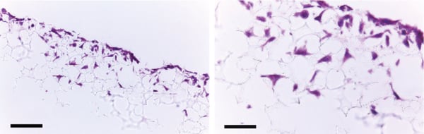 PR-ALVETEX-SCAFFOLD-D022_fig-02