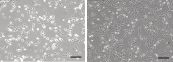 PR-ALVETEX-SCAFFOLD-D023_fig-01