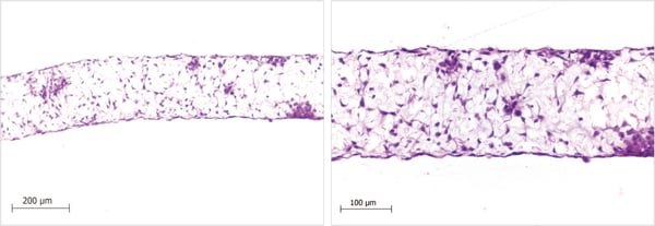 PR-ALVETEX-SCAFFOLD-D023_fig-04