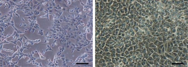 PR-ALVETEX-SCAFFOLD-D024_fig-01