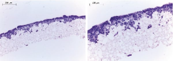 PR-ALVETEX-SCAFFOLD-D024_fig-02