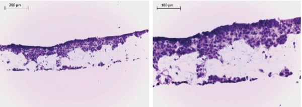 PR-ALVETEX-SCAFFOLD-D024_fig-04