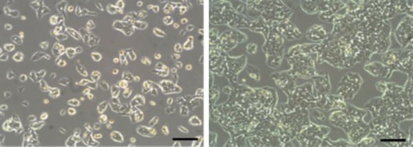 PR-ALVETEX-SCAFFOLD-D025_fig-01