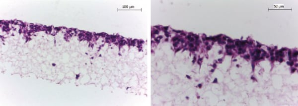 PR-ALVETEX-SCAFFOLD-D025_fig-02