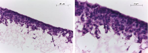 PR-ALVETEX-SCAFFOLD-D025_fig-04