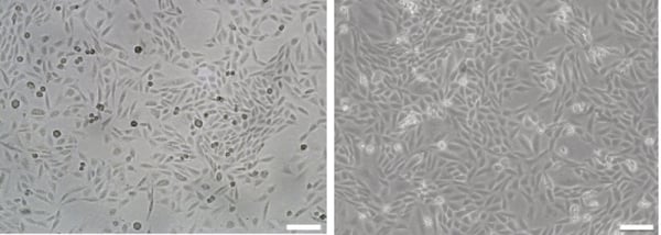 PR-ALVETEX-SCAFFOLD-D026_fig-01