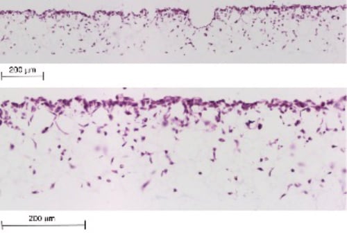 PR-ALVETEX-SCAFFOLD-D026_fig-02