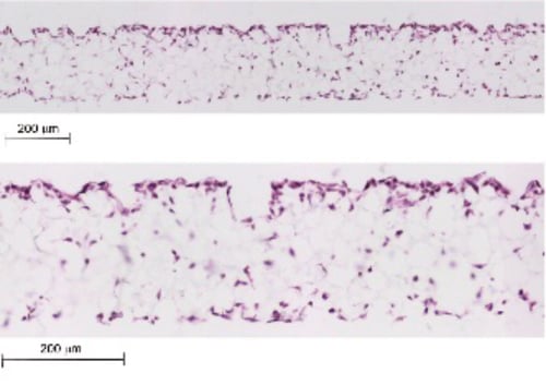 PR-ALVETEX-SCAFFOLD-D026_fig-04