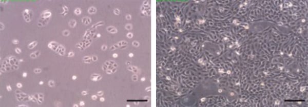 PR-ALVETEX-SCAFFOLD-D027_fig-01