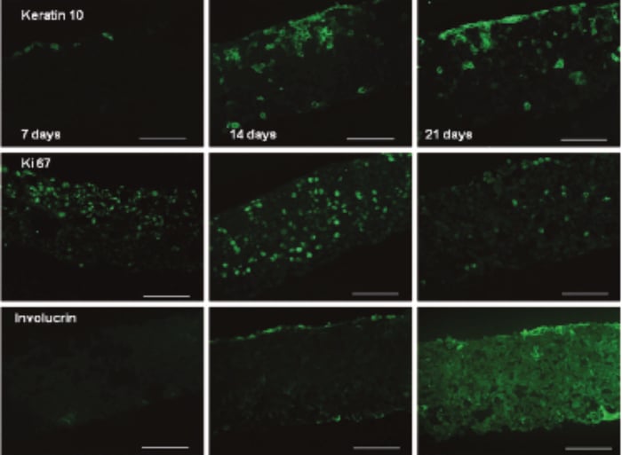 PR-ALVETEX-SCAFFOLD-D027_fig-03