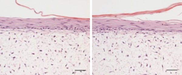 PR-ALVETEX-SCAFFOLD-D028_fig-03