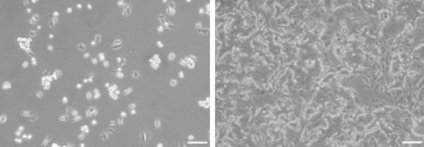 PR-ALVETEX-SCAFFOLD-D029_fig-01