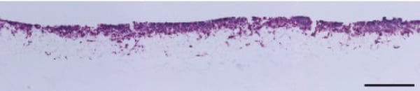 PR-ALVETEX-SCAFFOLD-D029_fig-04