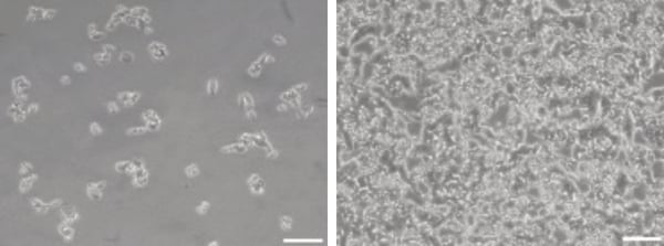 PR-ALVETEX-SCAFFOLD-D030_fig-01