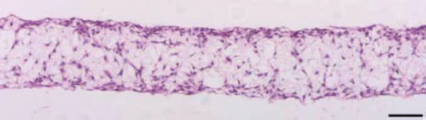 PR-ALVETEX-SCAFFOLD-D031_fig-02