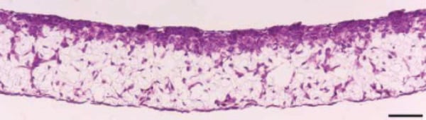 PR-ALVETEX-SCAFFOLD-D031_fig-03