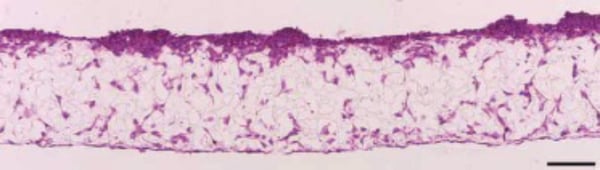 PR-ALVETEX-SCAFFOLD-D031_fig-04