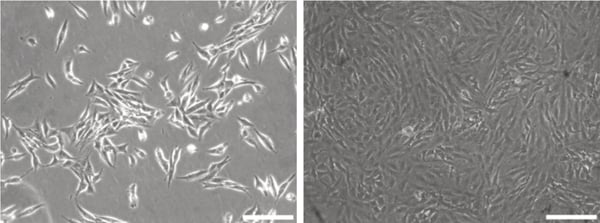 PR-ALVETEX-SCAFFOLD-D032_fig-01