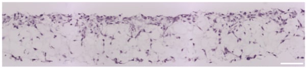 PR-ALVETEX-SCAFFOLD-D032_fig-02