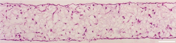 PR-ALVETEX-SCAFFOLD-D033_fig-01