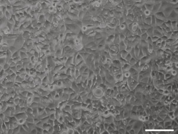 PR-ALVETEX-SCAFFOLD-D034_fig-01