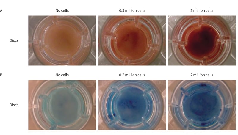 PR-ALVETEX-SCAFFOLD-D036_fig-01