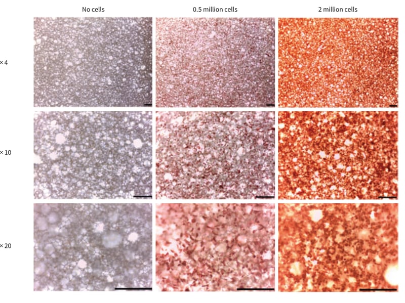 PR-ALVETEX-SCAFFOLD-D036_fig-02