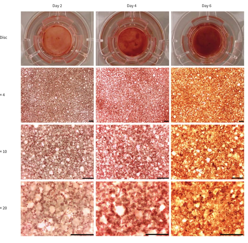 PR-ALVETEX-SCAFFOLD-D036_fig-03