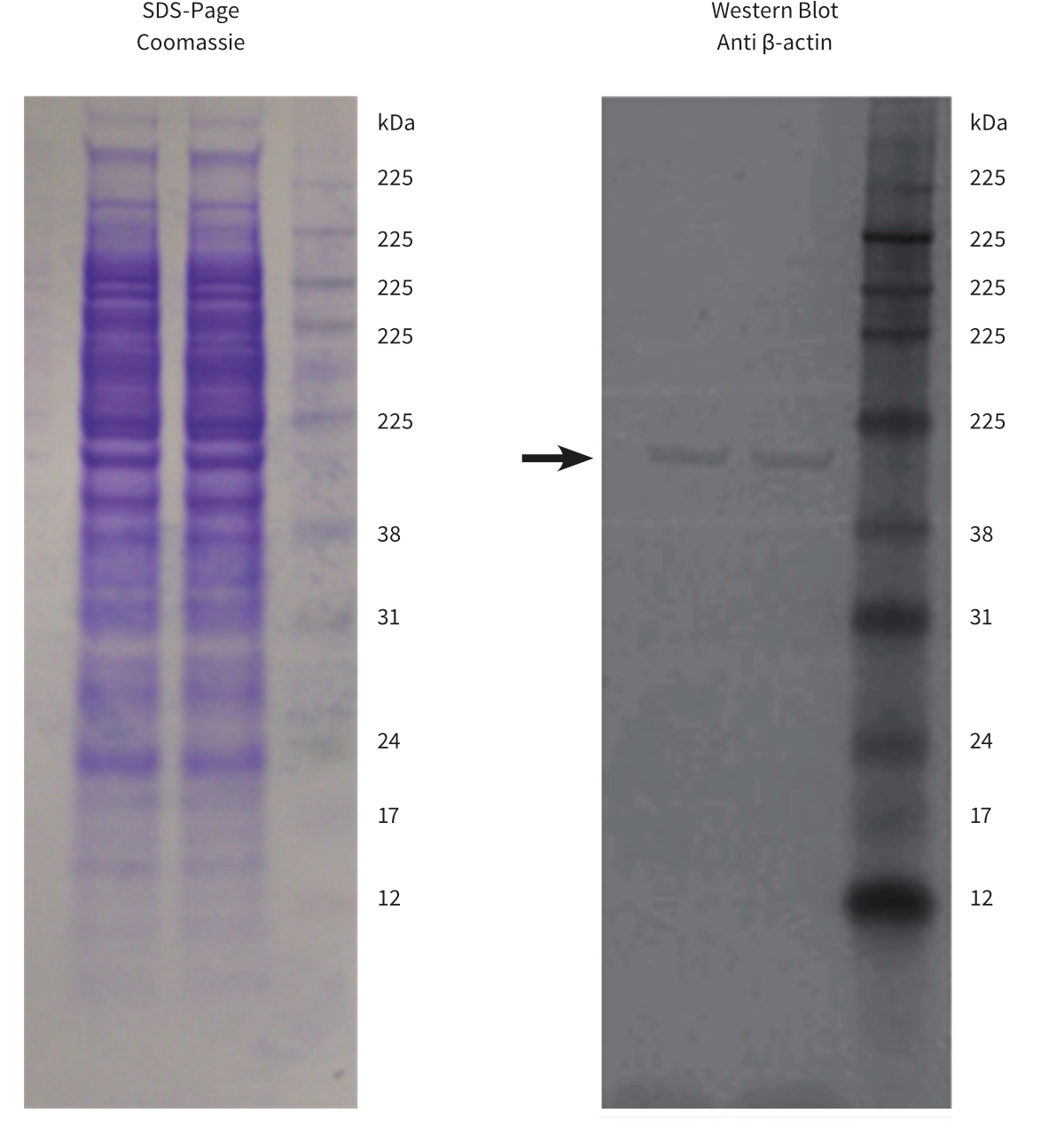 protein scaffold meaning protein scaffold meaning